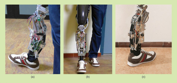 Figure 1: The AN GELAA leg without its cover: (a) a side view, (b) the front view, and (c) the rear view. (Photos courtesy of Serge Pfeifer.)