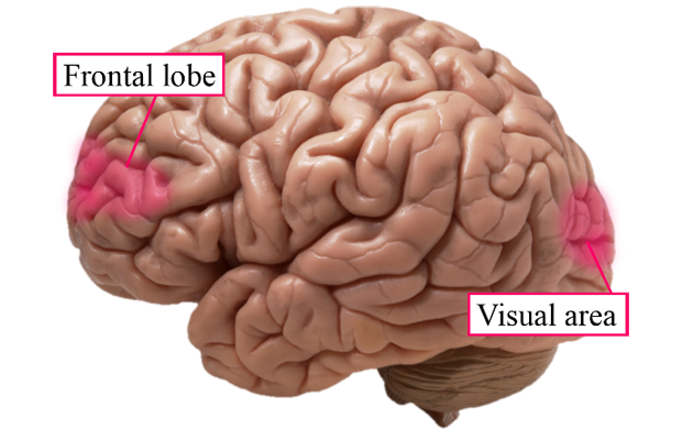 Figure 2: Position of brain frontal lobe and occipital lobe (visual perception area).