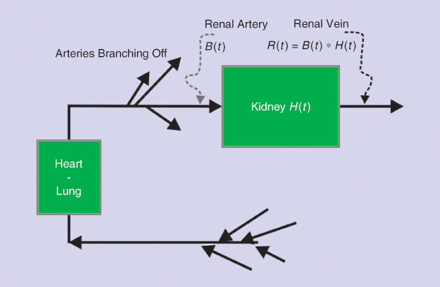 Figure 4: A schematic of the system showing an experimental test to obtain the renal response R(t) . The radioisotope (the marker) is injected into a peripheral vein. The bolus reaches the heart–lung block coming out from the aorta to branch off into the overall circulation. One of these arteries is the renal artery (one per kidney), where activity is detected as the signal B(t), the input to the kidneys. Thus, the observed renogram— curves B(t) and R(t)—will be a convolution of the input function from the blood to the kidney with the impulse response function H(t), which is the retention function to be determined by deconvolution.