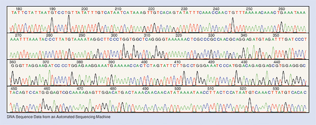 Figure 4: DNA sequencing is a laboratory technique used to determine the exact sequence of bases (A, C, G, and T) in a DNA molecule. The DNA base sequence carries the information a cell needs to assemble protein and ribonucleic acid molecules. DNA sequence information is important to scientists investigating the functions of genes. The technology of DNA sequencing was made faster and less expensive as a part of the Human Genome Project. (Image courtesy of Darryl Leja, NHGRI, NIH.)