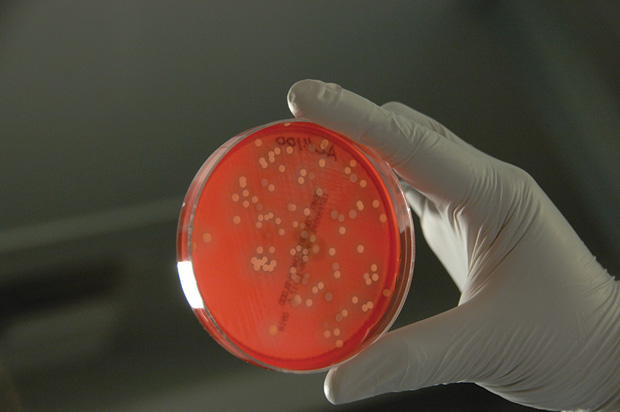 Figure 1: Bacteria growing on agar in the laboratory. (Photo courtesy of Bill Branson, National Institutes of Health.)