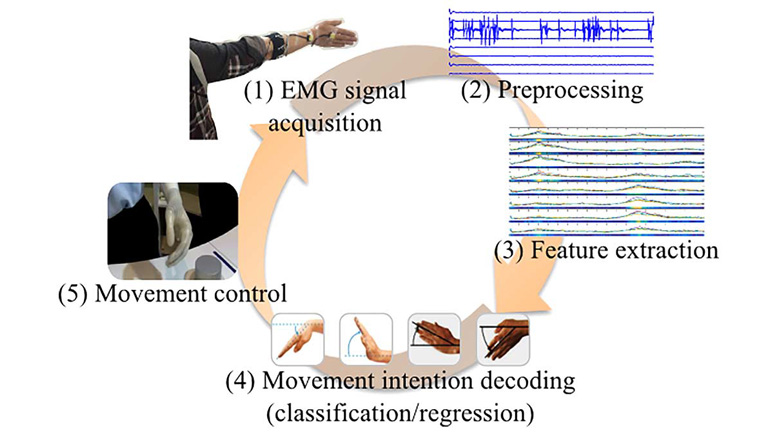 Position-Independent Decoding of Movement Intention for Proportional Myoelectric Interfaces