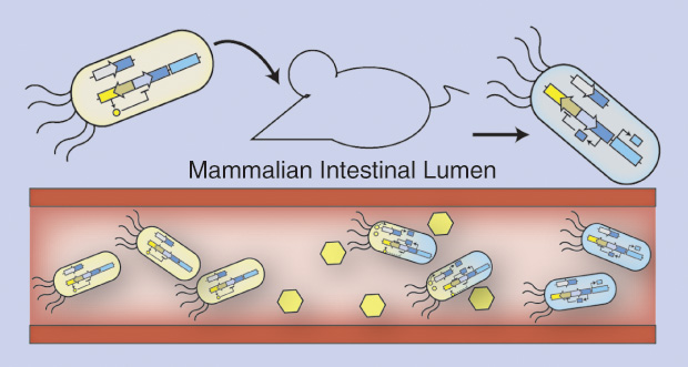 Figure 4: Silver and her group are developing engineered bacteria designed to sense specific molecules in a mouse’s gut. Depending on the type of engineered bacteria, positive findings may indicate the presence of antibiotics, diagnose inflammation, or signify other health-related information. In this example, engineered probiotic bacteria (light yellow) in a lab mouse respond to target molecules (yellow hexagons) in the intestine and “remember” this exposure to an environmental signal (indicated by the cells turning light blue in color). (Image courtesy of the Silver lab; designed by Jonathan Kotula.)