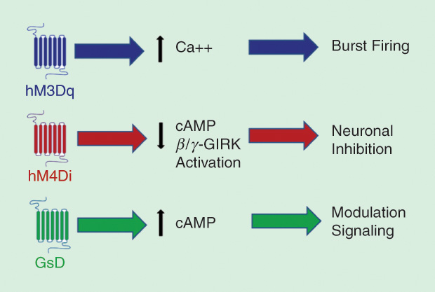 Figure 3: A DREADD schematic showing three types of DREADDs and their effects based on the human muscarinic receptor. ( Figure courtesy of Bryan Roth.)
