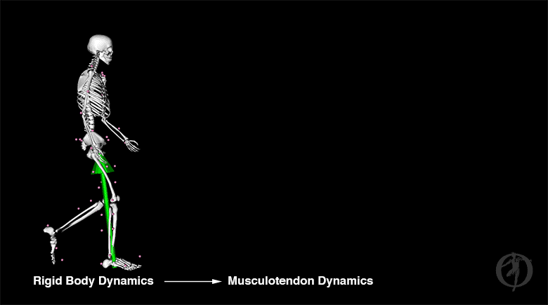 Full Body Musculoskeletal Model for Muscle-Driven Simulation of Human Gait