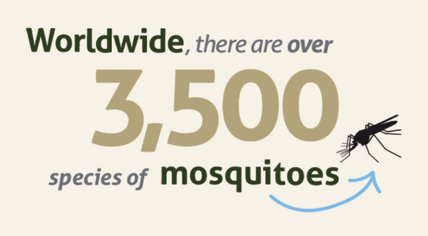 Figure 1: mosquitos are the deadliest animal in the world.