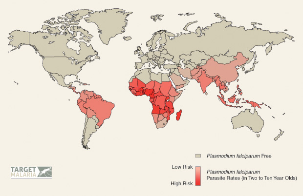 Figure 2: A map of the high-risk malaria areas throughout the world. Target Malaria is currently active in Burkina Faso, Mali, Uganda, and Kenya.