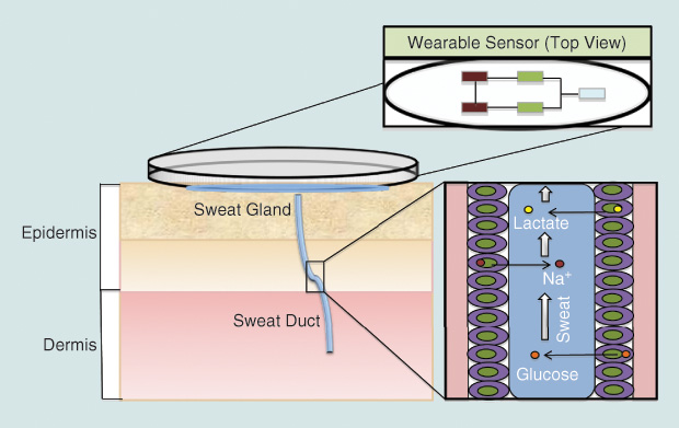 Figure 2: A schematic detailing an epidermal wearable sensor for analyte detection from sweat. Adapted and modified from [5]. Na+: detection of sodium.