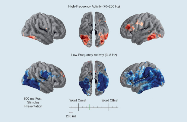 Figure 6: The brain’s biomarkers in an optimal encoding state: high-frequency brain waves increase (red), and low-frequency waves decrease (blue). (Image courtesy of James Kragle.)