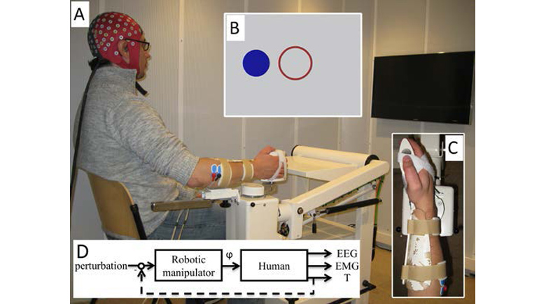Quantifying Nonlinear Contributions to Cortical Responses Evoked by Continuous Wrist Manipulation