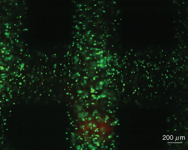 Figure 5: A flourescence image of the printed bioink and live green stem cells. (Image courtesy of the CReaTE Group.)