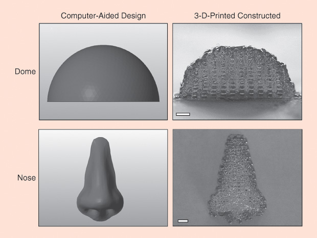 Figure 6: Examples of 3-D bioprinting of bioinks in complex anatomy from computer models. (Images courtesy of the CReaTE Group.)