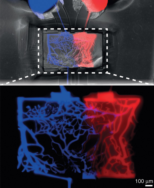 Figure 3: This microscopic image shows a hydrogel with a laser-ablated network of microchannels that takes the shape of a complex blood-vessel system. (Image courtesy of Matthias Lütolf/EPFL.)