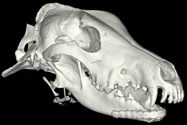 Figure 1: A CT scan showing a complete reconstruction of the front arch of Hoshi’s jaw. (Photo courtesy of UC Davis School of Veterinary Medicine.)