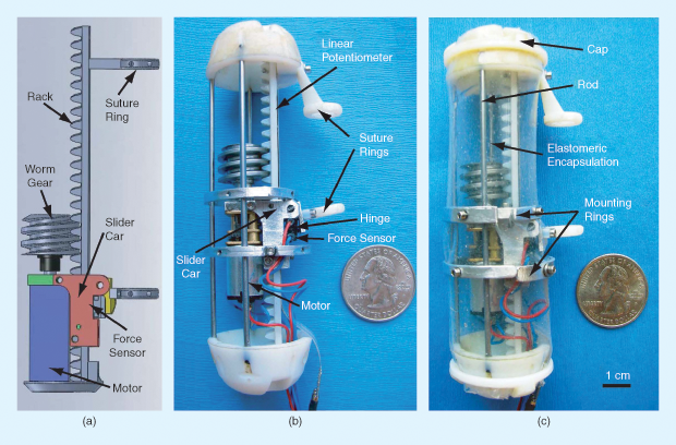 Figure 2: (a) A detailed rendering of Dupont’s robotic implant device and (b)–(c) photos of the device in a recent laboratory test form, which is currently undergoing experimentation with pigs in preparation for eventual clinical trials. The two ends of the device are designed to be sutured onto the two ends of the disconnected esophageal passageway. (Images courtesy of Pierre Dupont.)