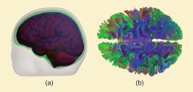 Figure 1: Illustrations of (a) a homogeneous surface-based representation of tissue compartments and (b) the fiber-like geometric structures of human white matter reconstructed noninvasively using dMRI data from a healthy human volunteer.