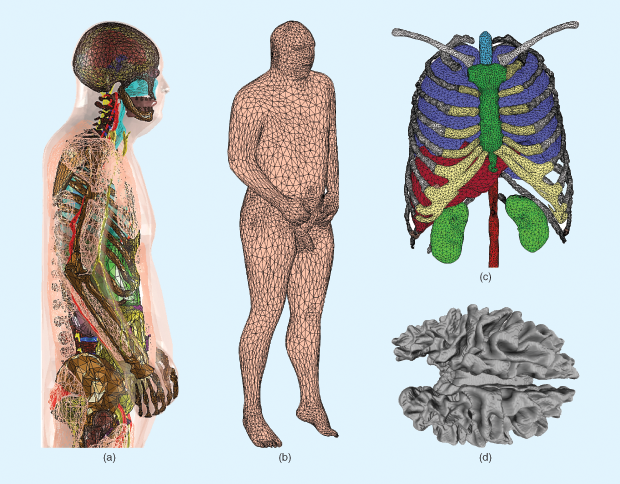 Figure 1: The American Virtual Family CAD-compatible human models: (a) the VHP-female model, (b) the VHP-male model skin shell, (c) the VHP-male thoracic cavity, and (d) the VHP-male white matter.