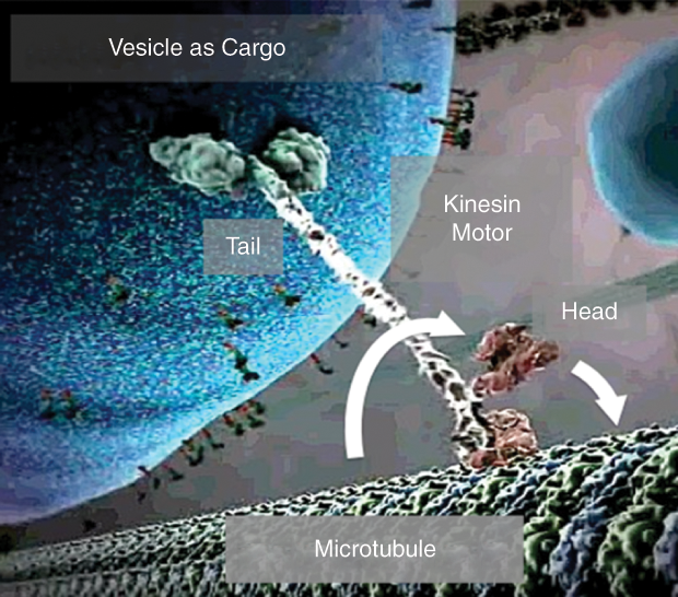 Figure 2: A kinesin at work in a cell, as it drags a vesicle along the path provided by a microtubule. (Image adapted from the animation The Inner Life of the Cell, a collaboration between Harvard University and XVIVO Scientific Animation. Image courtesy of Alain Viel and Robert A. Lue, Harvard University.)