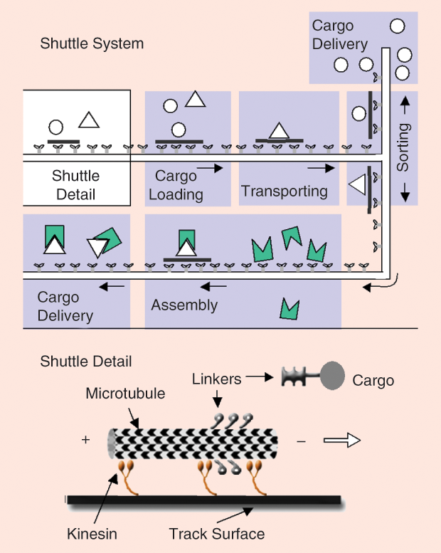 Figure 3: A molecular shuttle system, based on microtubules propelled by surface-bound kinesin motors, that loads, transports, and sorts cargo. (Image courtesy of the American Chemical Society.)