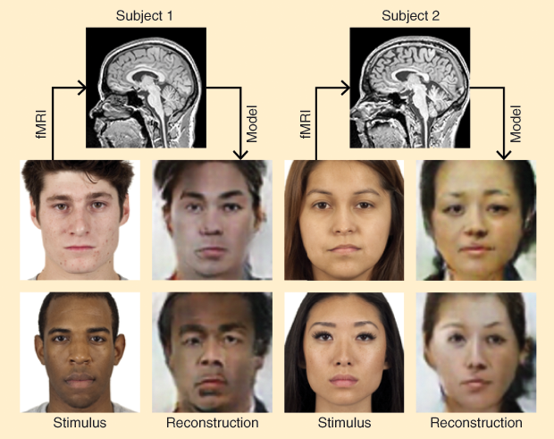 Figure 3: Van Gerven’s group is developing models that can build reconstructions of faces perceived by subjects. Here, two subjects view pictures of faces (stimulus), an fMRI scan captures the subjects’ brain activity, and the model translates that activity to generate reconstructed images (reconstruction). (Images courtesy of Marcel van Gerven and the Chicago Face Database)