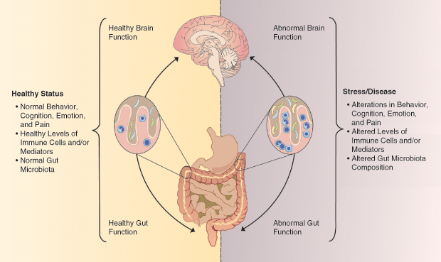 Figure 2: A simplified schematic of the microbiome–gut–brain axis. (Image courtesy of Kiran Sandhu.)