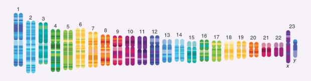 Figure 2: 23andMe is named for the 23 pairs of chromosomes in a human cell. (Image courtesy of 23andMe.)