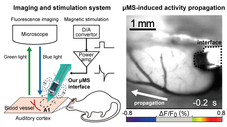Micromagnetic Stimulation of the Mouse Auditory Cortex In Vivo Using an Implantable Solenoid System