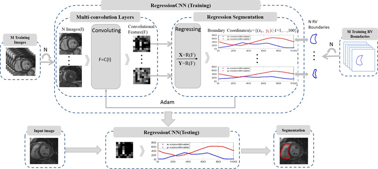 The overview of our proposed RegressionCNN. RegressionCNN integrates convolutional feature extraction and holistic regression segmentation model into a unified framework. The cardiac MR images input to the framework directly, and get desired RV boundary.