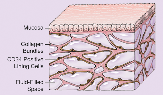 The layers of the interstitium