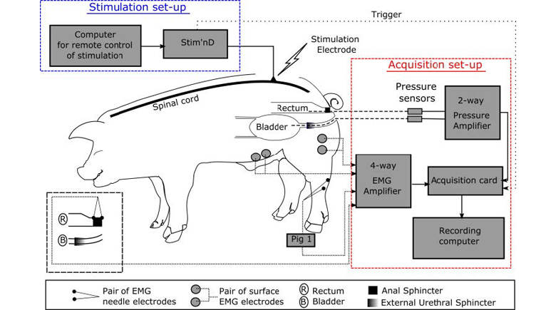 Functional selectivity of lumbosacral stimulation: Methodological approach and pilot study to assess visceral function in pigs