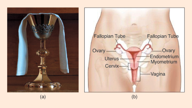 FIGURE 1 (a) An ancient chalice and (b) the female uterus. [(a) reprinted courtesy of Wikimedia Commons. (b) reprinted courtesy of the National Cancer Instutite.]