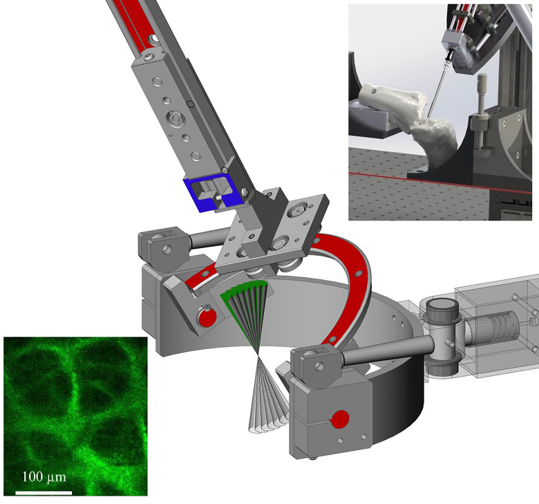Pre-Clinical Translation of Second Harmonic Microscopy of Meniscal and Articular Cartilage Using a Prototype Nonlinear Microendoscope