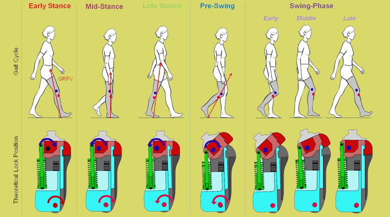 A New Modeling Method to Characterize the Stance Control Function of Prosthetic Knee Joints