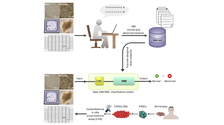 Deep Learning Based Proarrhythmia Analysis Using Field Potentials Recorded from Human Pluripotent Stem Cells Derived Cardiomyocytes
