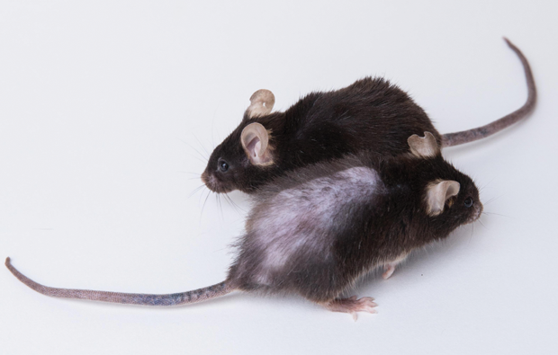 Figure 2. Both mice are aged 31 months (roughly equivalent to 90 years old in humans) and are cage mates. One of them (background) received senolytics, while the other (foreground) received a placebo. The mouse treated with senolytic drugs received them every few weeks beginning at the age of 26 months. In mice, senolytics restore physical functions such as walking speed, delay onset of age-related diseases as a group instead of one-at-a-time, and extend the remaining life span. (Photo courtesy of the Kirkland Laboratory, Mayo Clinic.)