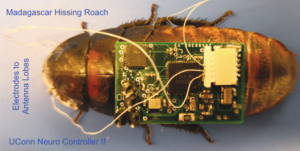 Figure 1. A second-generation system on chip surgically connected to the insect brain for wireless command and control of the insect’s neuromuscular trajectory.