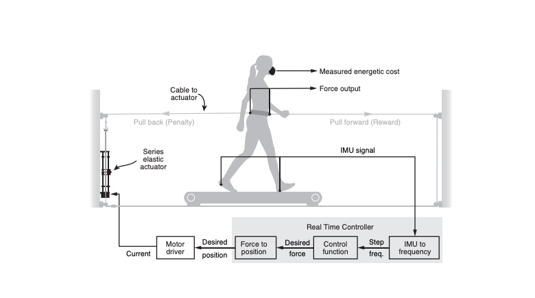 A Mechatronic System for Studying Energy Optimization During Walking