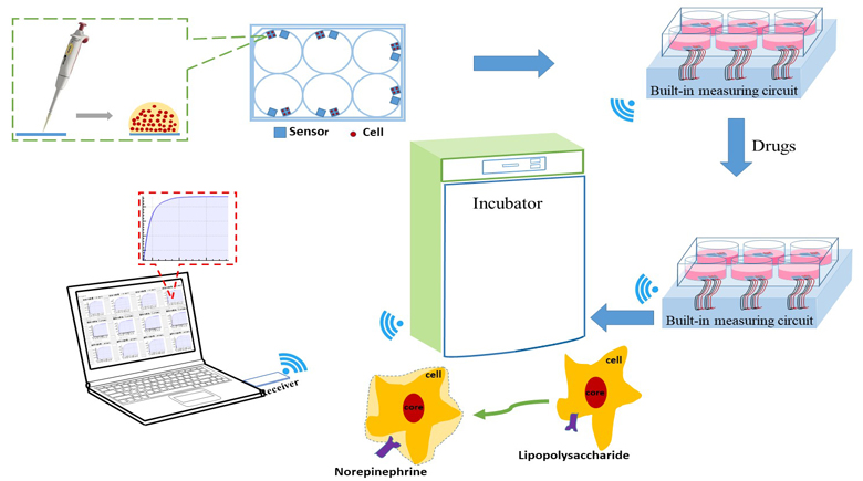 Real-time Temperature Measurements of HMEC-1 Cells during Inflammation Production and Repair detected by Wireless Thermometry