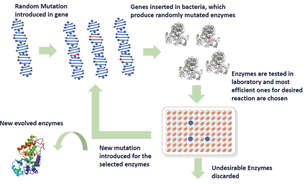 Figure 2. Schematic represents of the underlying principle of directed evolution of enzymes.