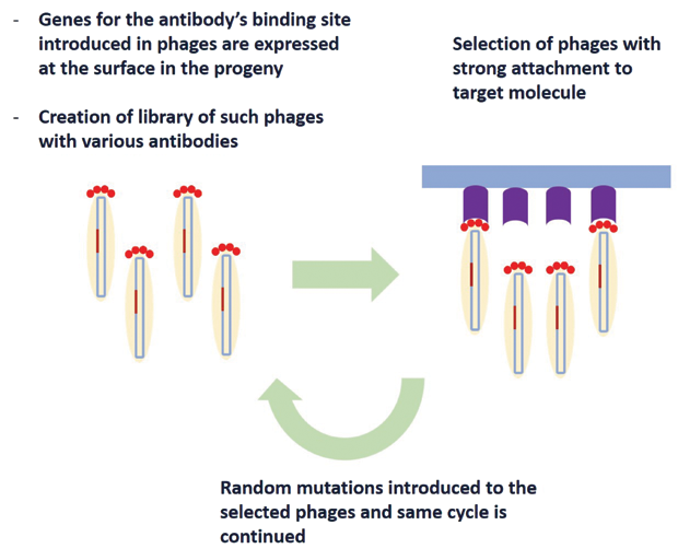 Figure 4. Schematic demonstrating the method of directed evolution of antibodies using phage display.