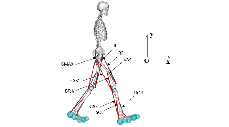 Bilevel Optimization for Cost Function Determination in Dynamic Simulation of Human Gait
