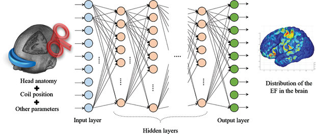 図2.ディープニューラルネットワークを使用して、脳内の電界分布を直接推定する。