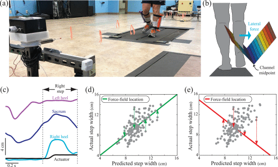 Application of a Novel Force-Field to Manipulate the Relationship Between Pelvis Motion and Step Width in Human Walking